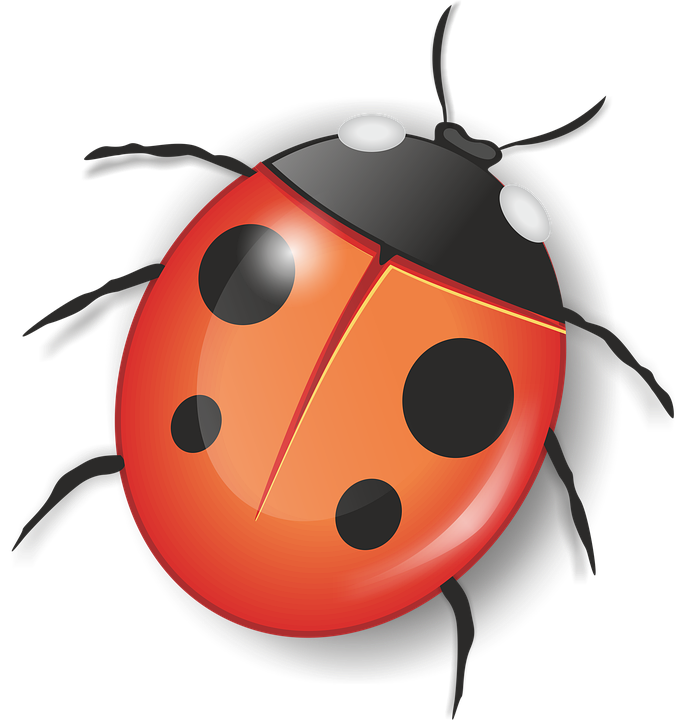 Ladybug Insect Red PNG Download Free Transparent PNG Image