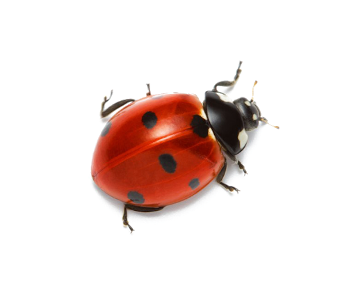 Ladybug Insect Red HD Image Free Transparent PNG Image