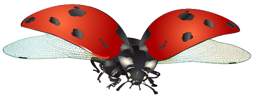 Ladybug Insect Red Free Download Image Transparent PNG Image