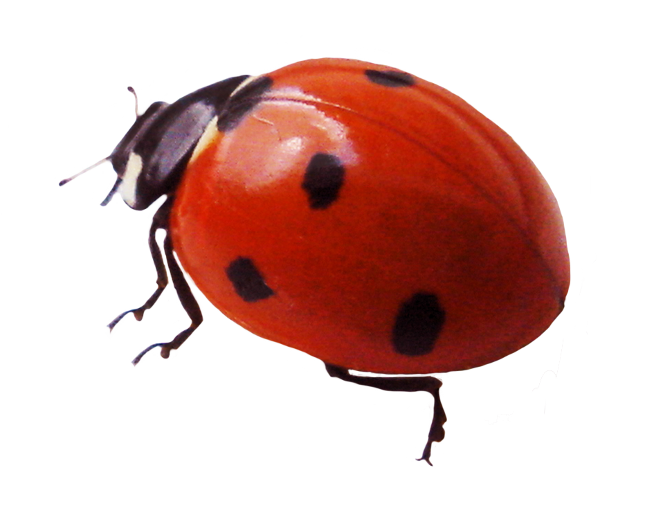 Ladybug Insect Red Photos PNG File HD Transparent PNG Image