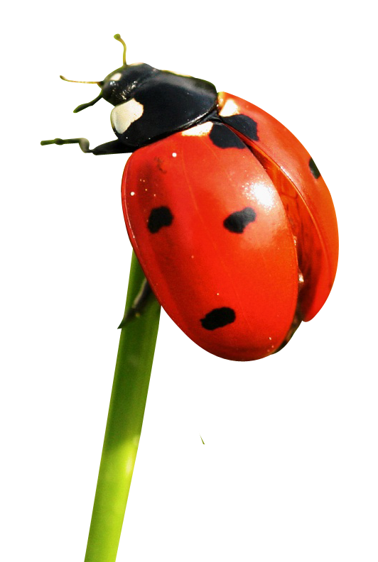 Ladybug Insect Pic Red Free Transparent Image HD Transparent PNG Image