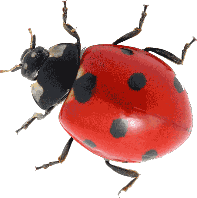 Ladybug Insect Red Free Download PNG HQ Transparent PNG Image