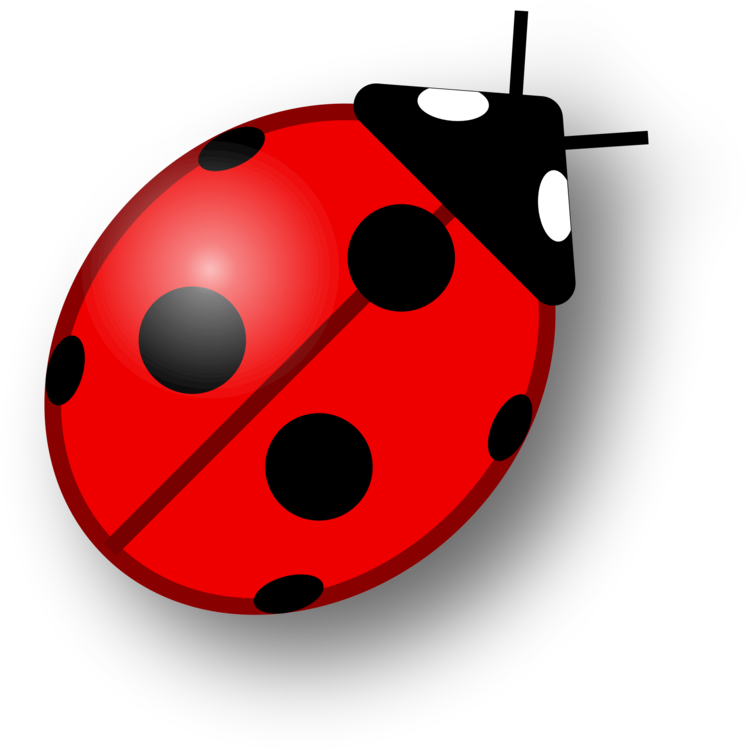 Ladybug Insect Vector Free Clipart HD Transparent PNG Image