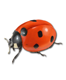 Ladybug Png Transparent PNG Image