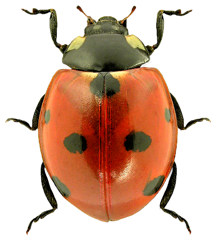 Ladybug Transparent Transparent PNG Image