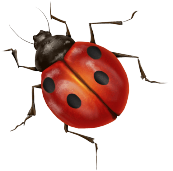 Ladybug Png Image Transparent PNG Image