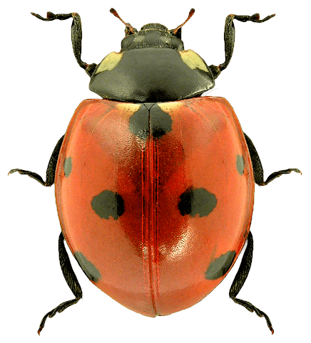 Ladybug Png Image Transparent PNG Image