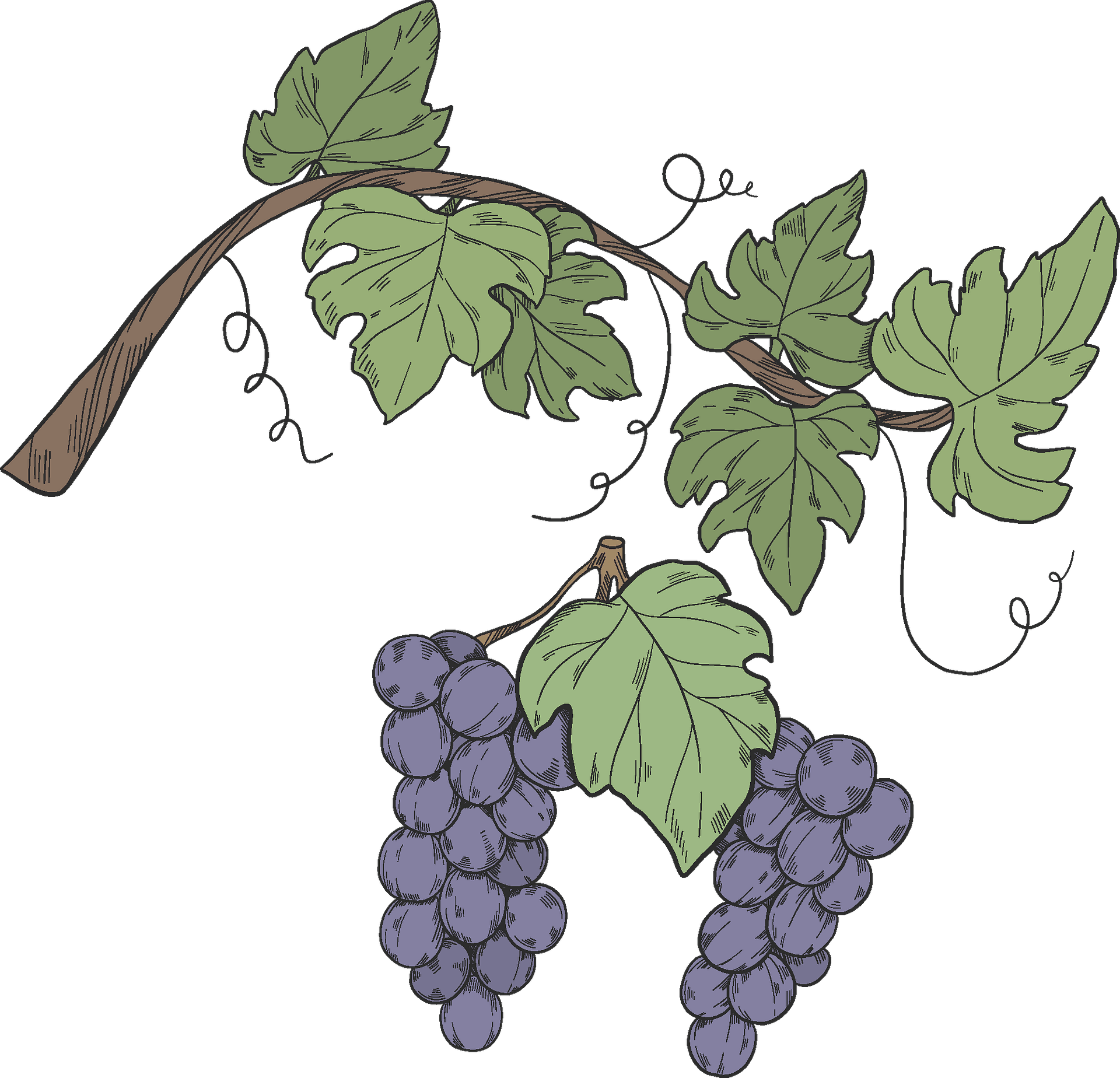 Grape Vine Leaf Art Free Clipart HD Transparent PNG Image