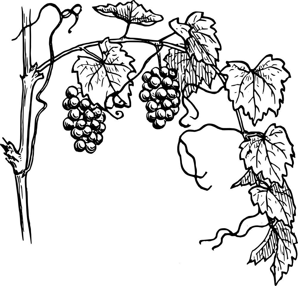 Pic Grape Vine Leaf Art Transparent PNG Image