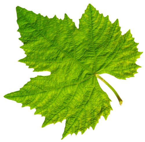 Vine Leaf Grape Bunch Free Clipart HQ Transparent PNG Image