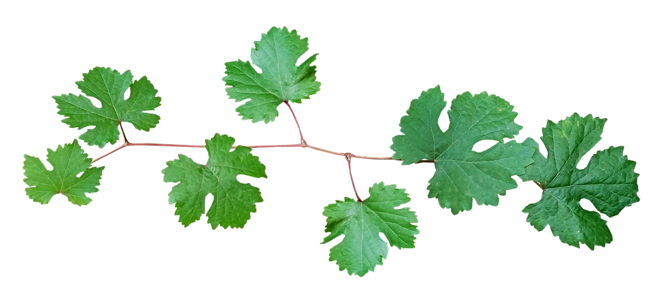 Vine Leaf Grape Bunch PNG Free Photo Transparent PNG Image