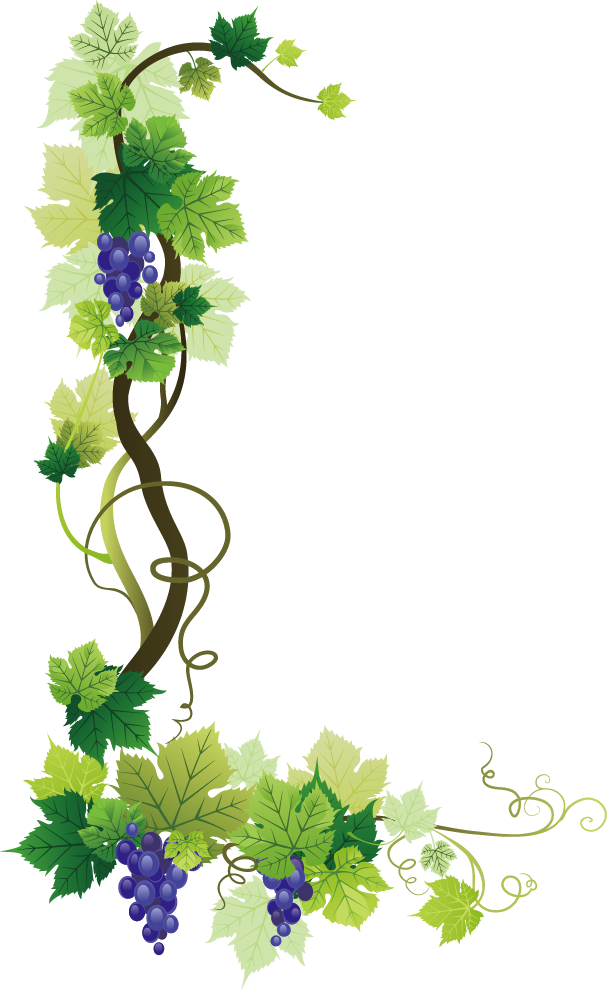 Vine Leaf Grape Photos Bunch Transparent PNG Image