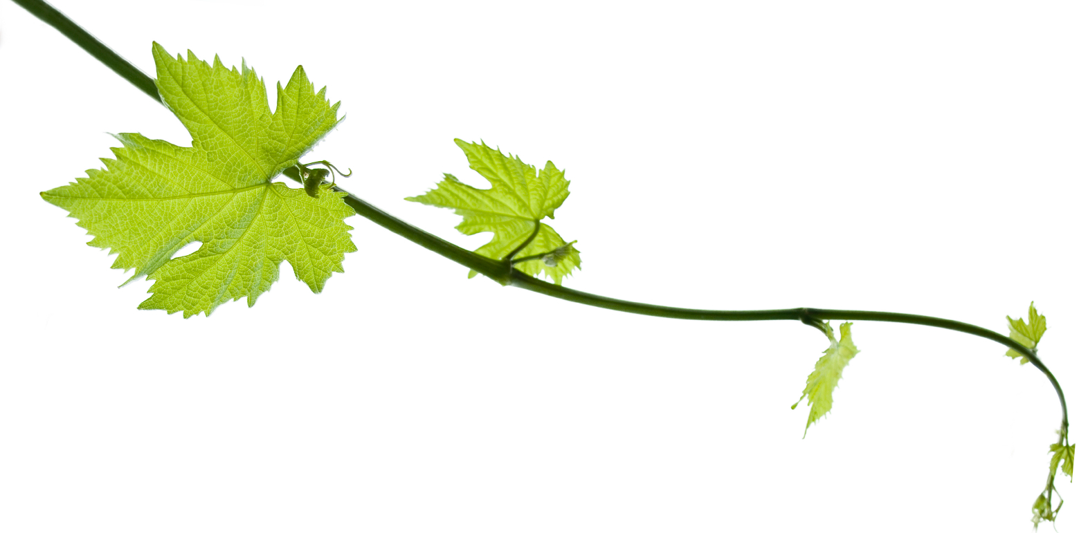 Vine Leaf Grape Bunch Free Clipart HQ Transparent PNG Image