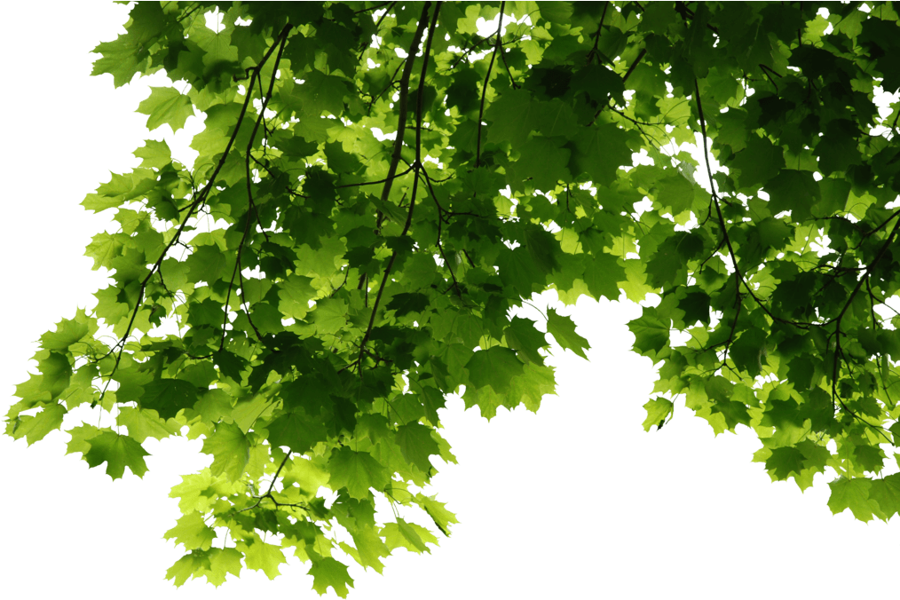 Fresh Green Leafs Free Transparent Image HD Transparent PNG Image