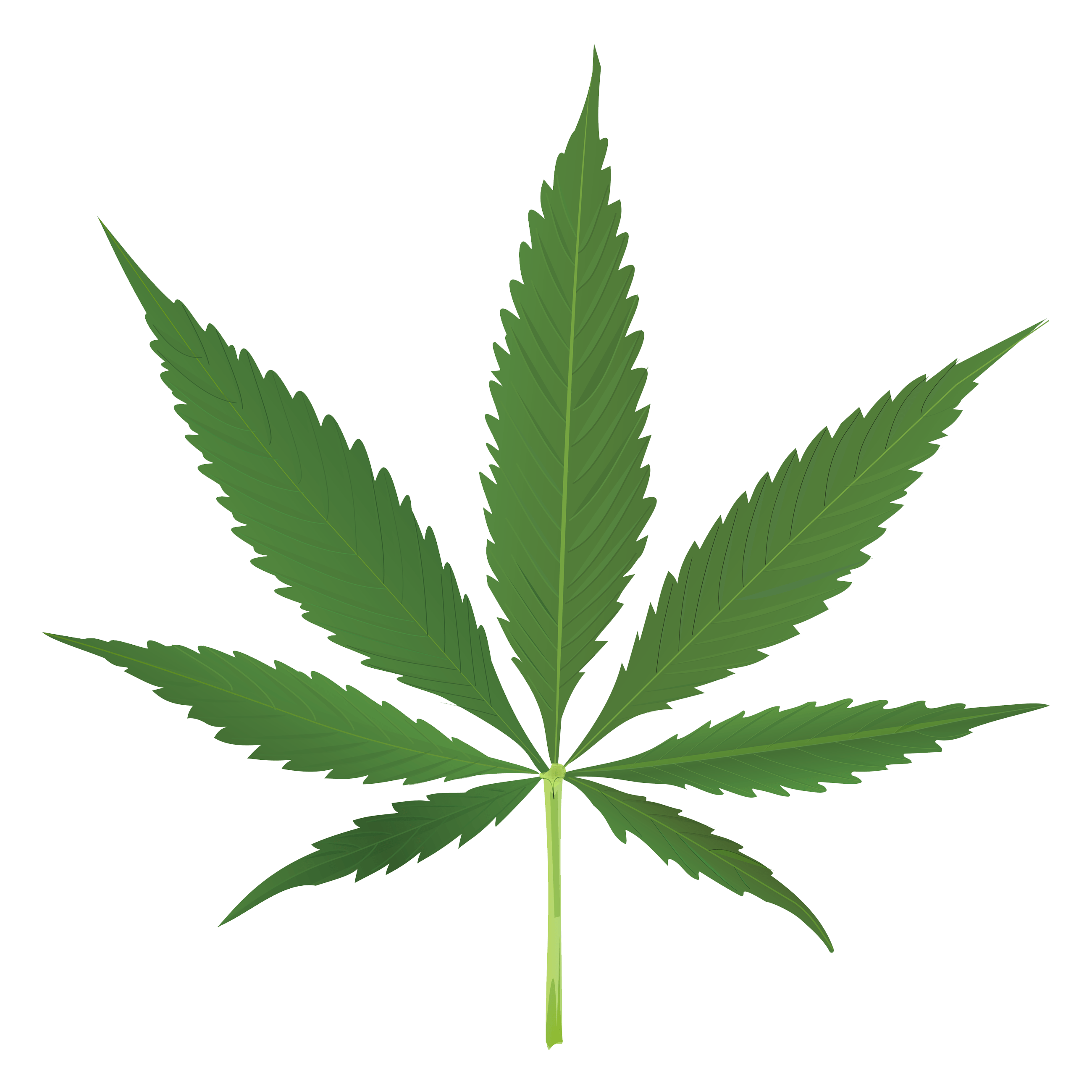 Fresh Pic Green Leafs HQ Image Free Transparent PNG Image