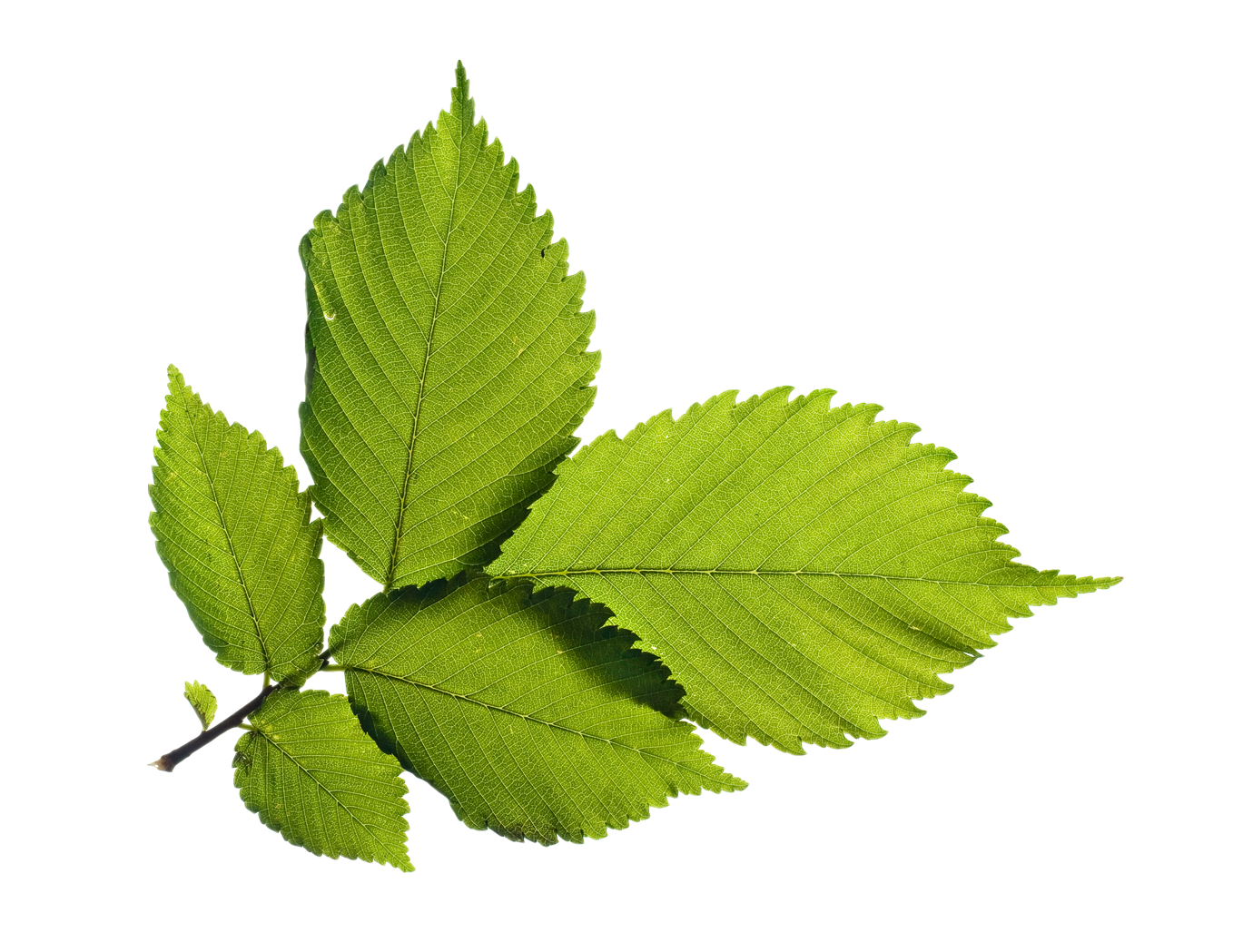 Fresh Green Leafs Free Transparent Image HQ Transparent PNG Image