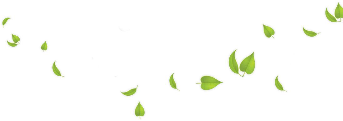 Fresh Green Leafs HQ Image Free Transparent PNG Image