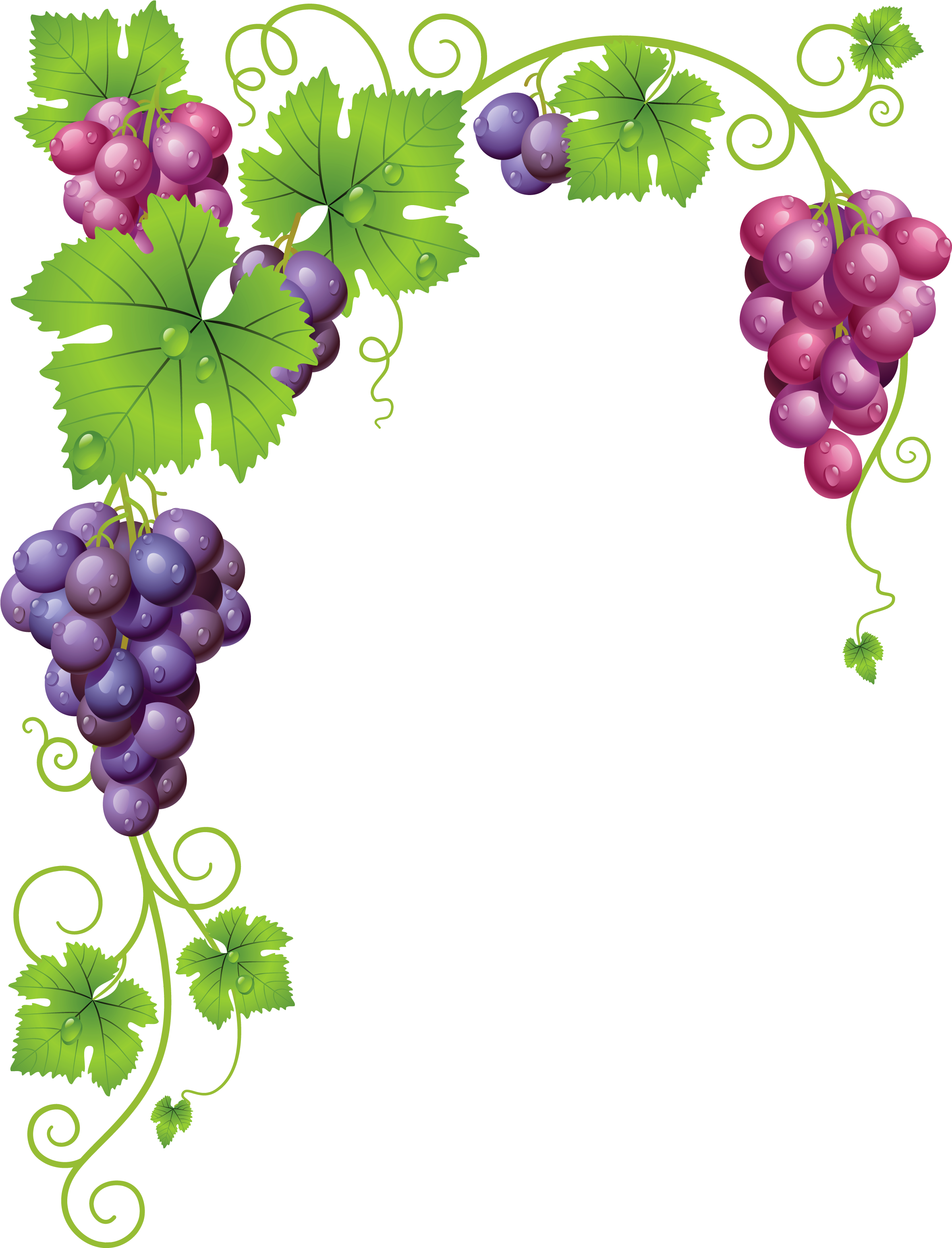 Vine Leaf Grape Photos Free Transparent Image HQ Transparent PNG Image