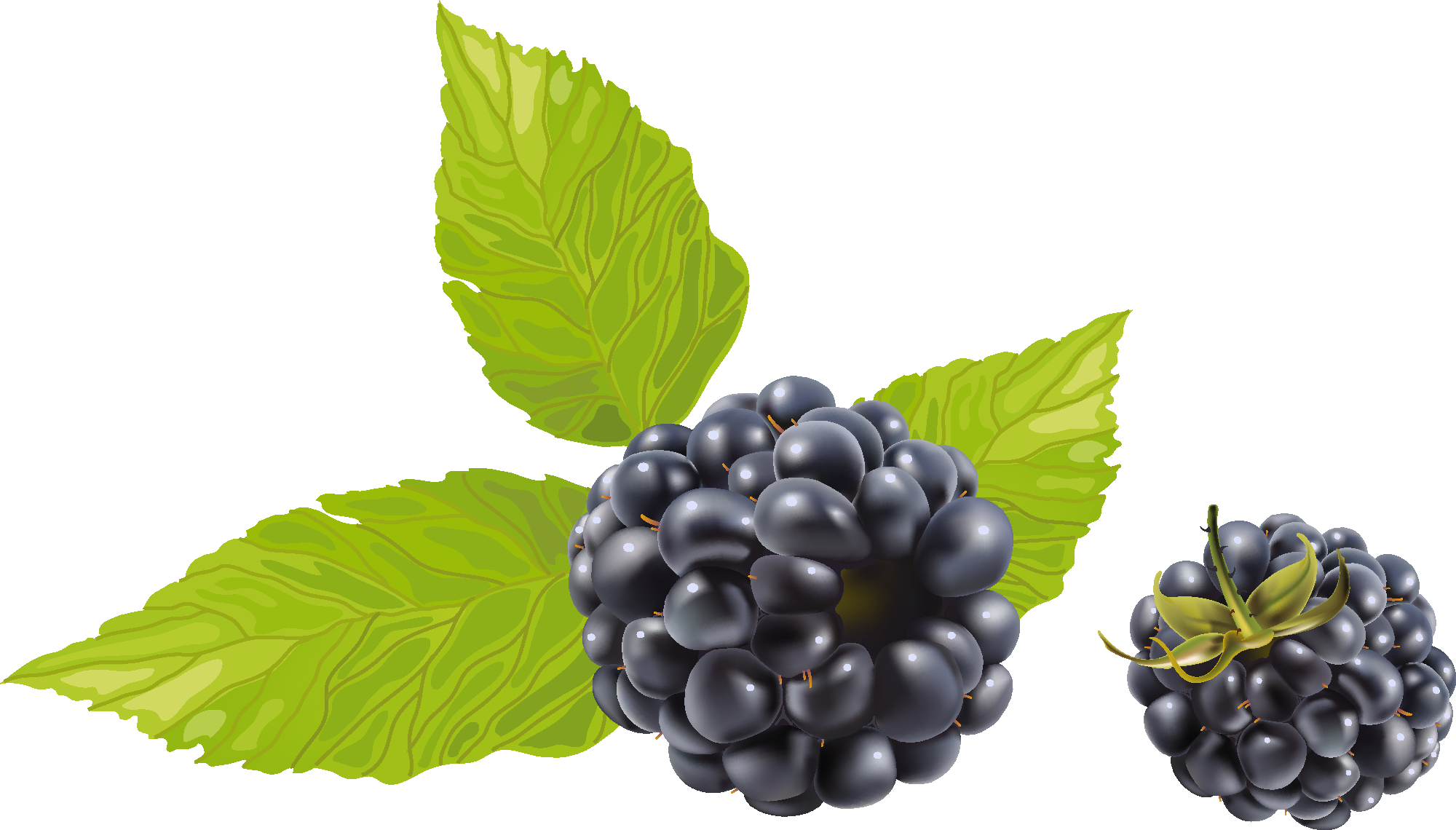 Vine Leaf Grape Free Download PNG HD Transparent PNG Image