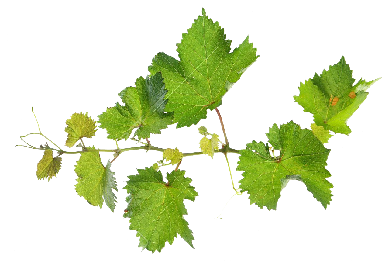 Vine Leaf Grape Free HD Image Transparent PNG Image