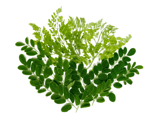 Green Leafs PNG Download Free Transparent PNG Image