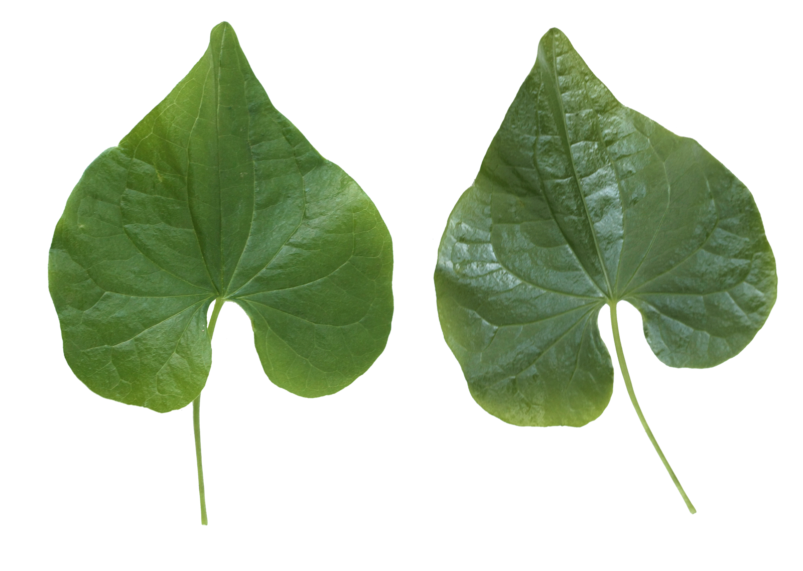 Green Leafs Free HQ Image Transparent PNG Image