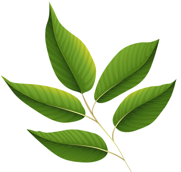 Green Leafs Free HQ Image Transparent PNG Image