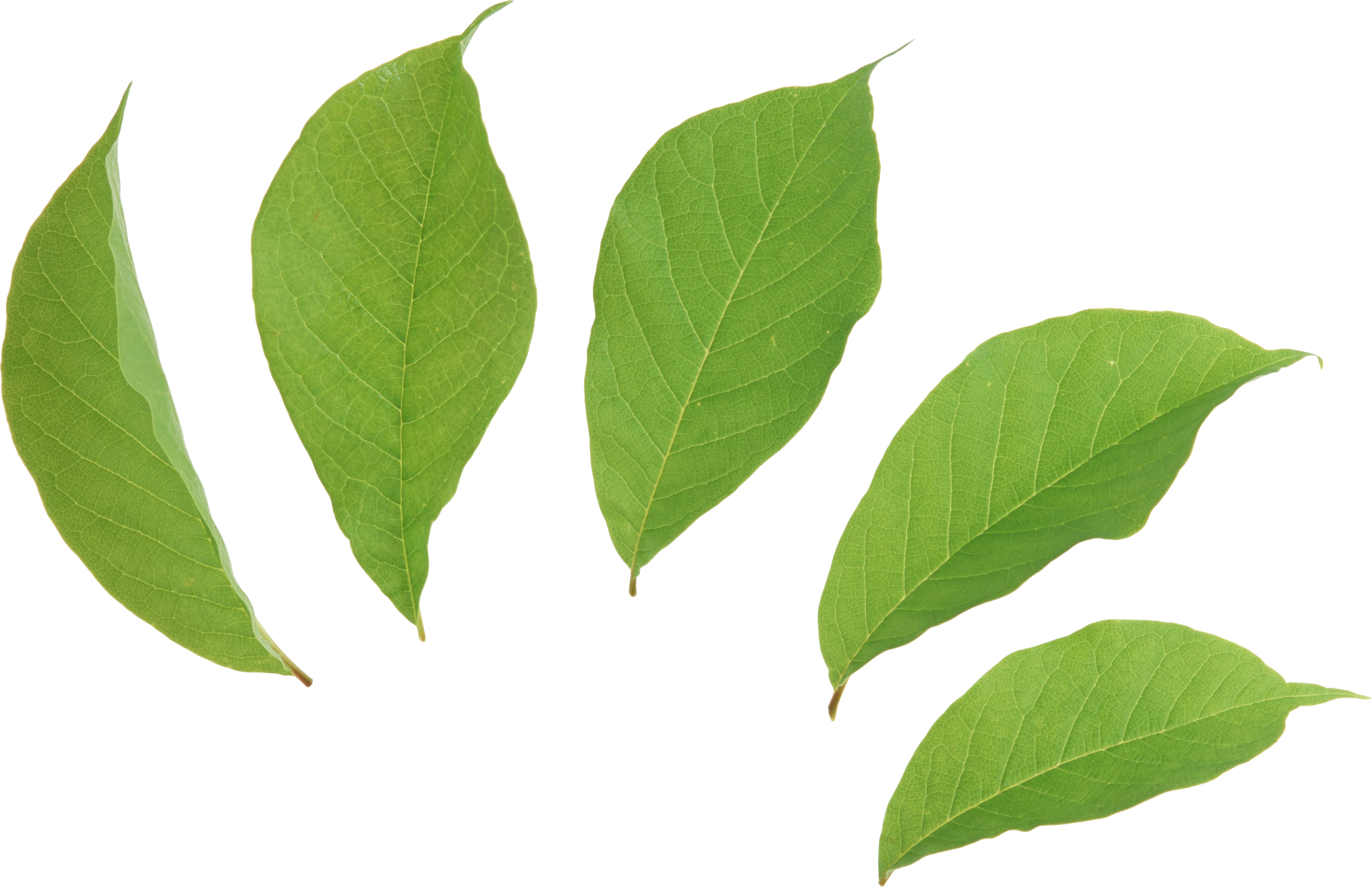 Green Leafs PNG Free Photo Transparent PNG Image