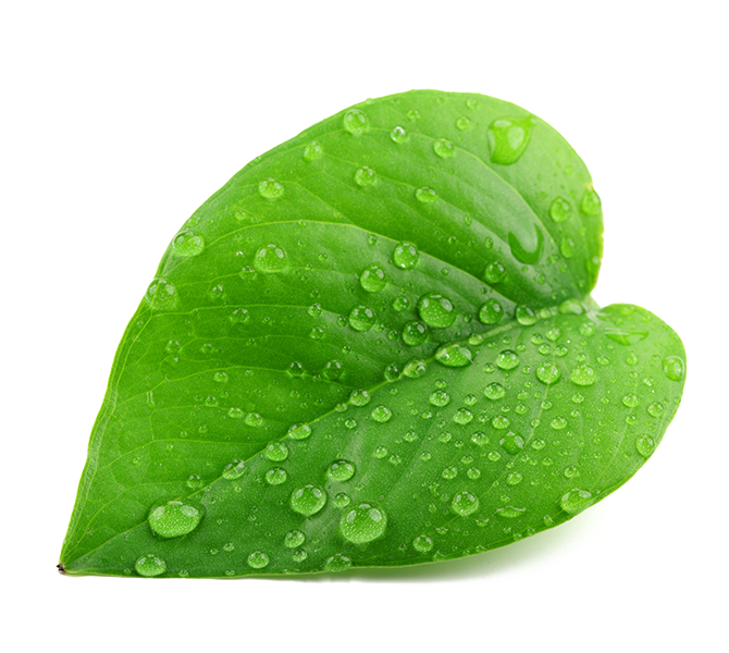 Green Organic Leafs Free Clipart HQ Transparent PNG Image