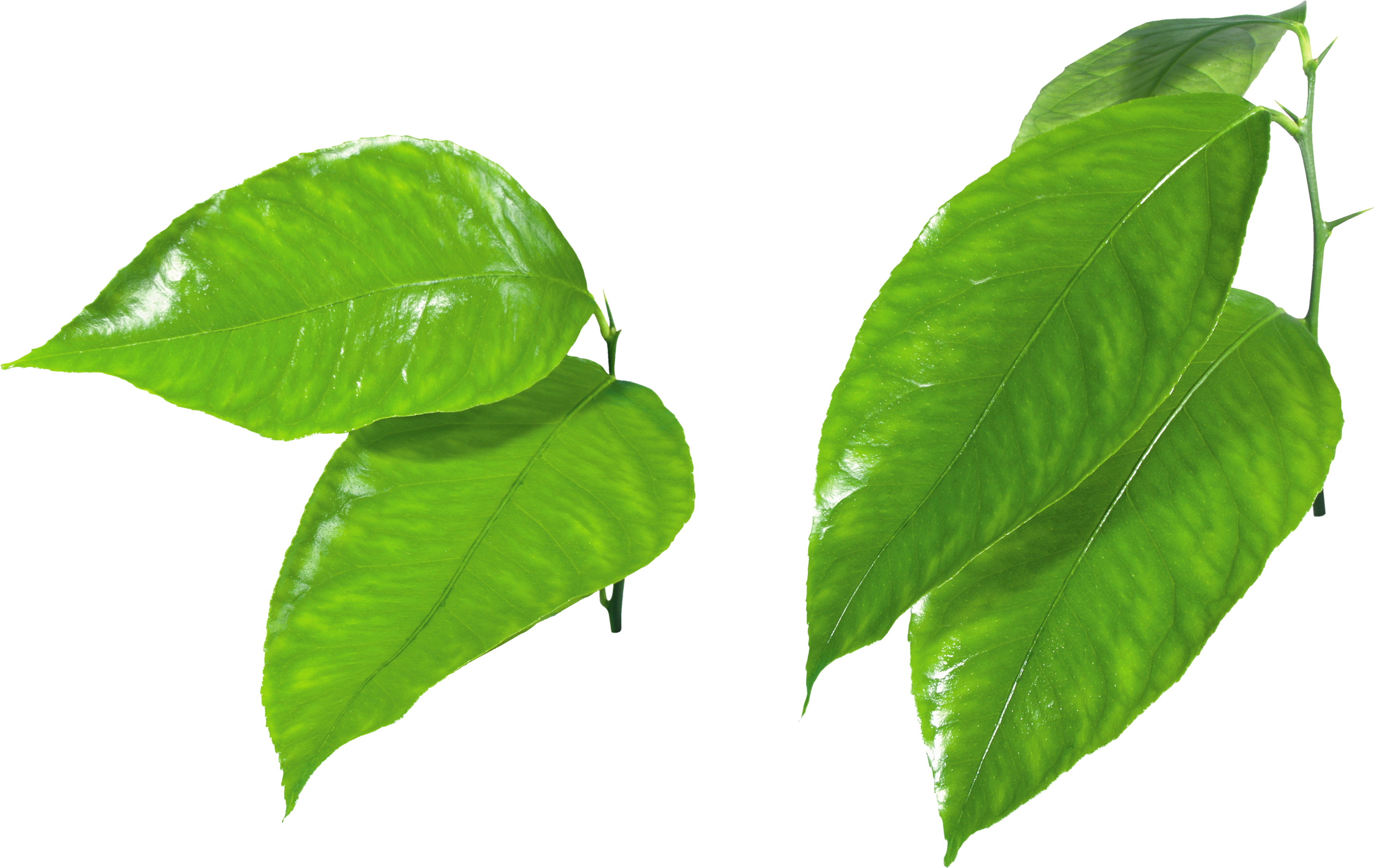 Green Organic Leafs Free Transparent Image HQ Transparent PNG Image