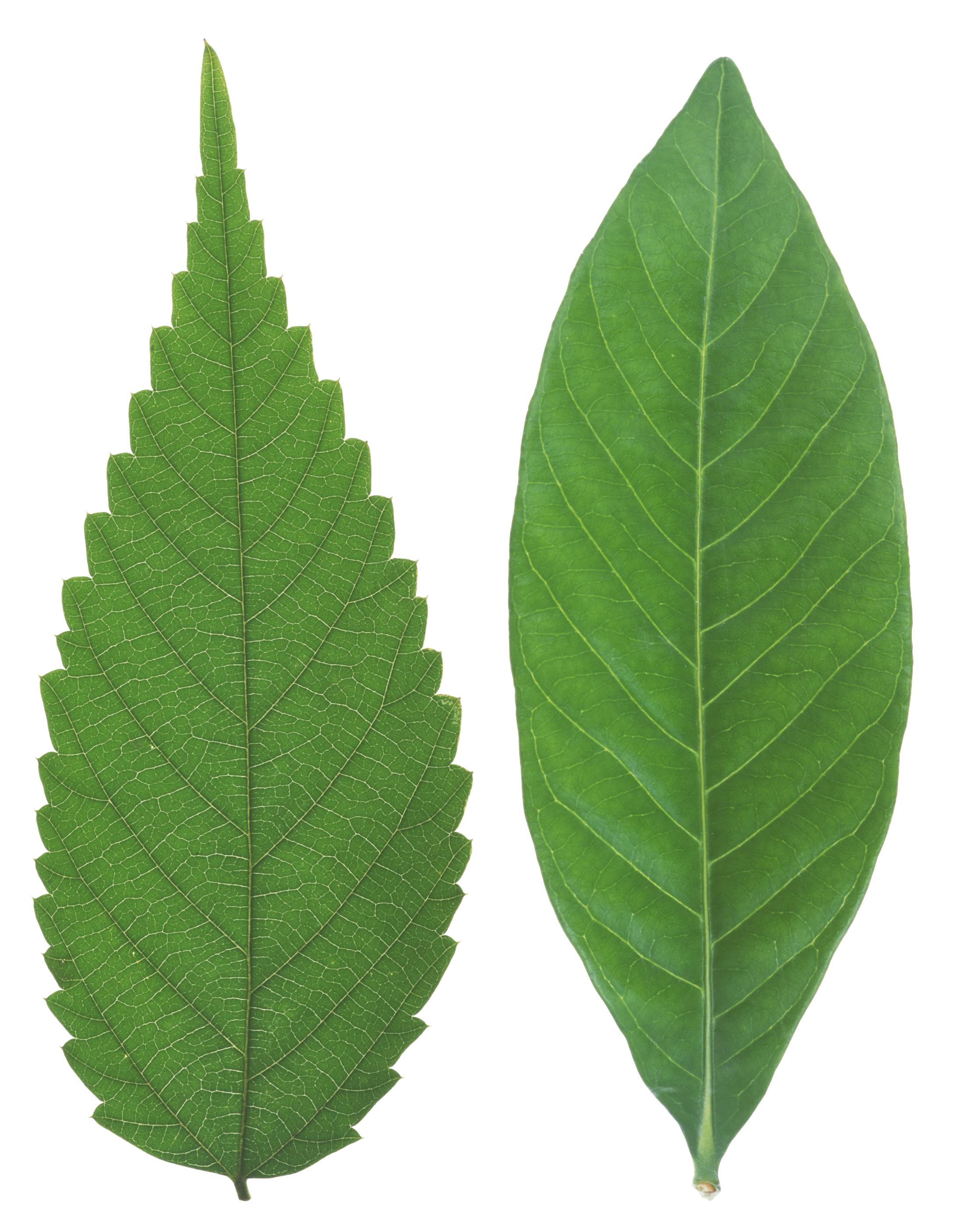 Green Organic Leafs Photos Free Download PNG HQ Transparent PNG Image