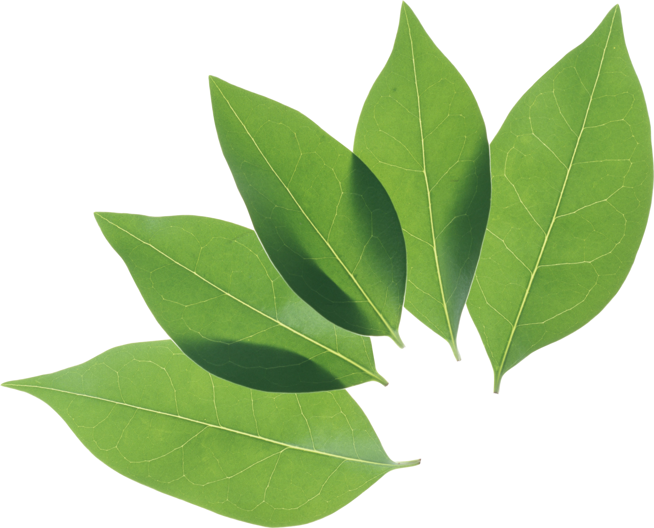 Green Pic Organic Leafs HQ Image Free Transparent PNG Image