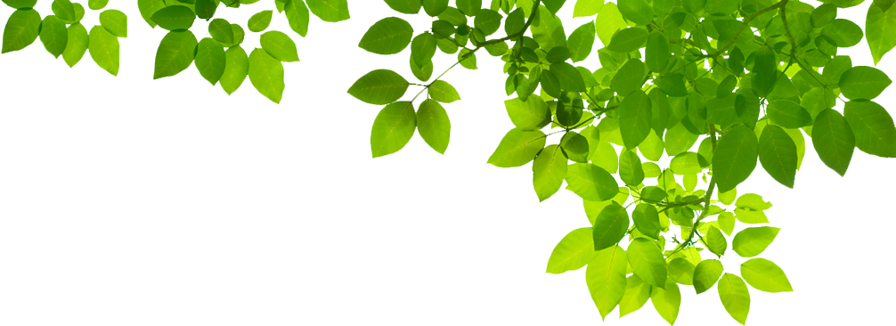 Green Organic Leafs Free Download PNG HD Transparent PNG Image