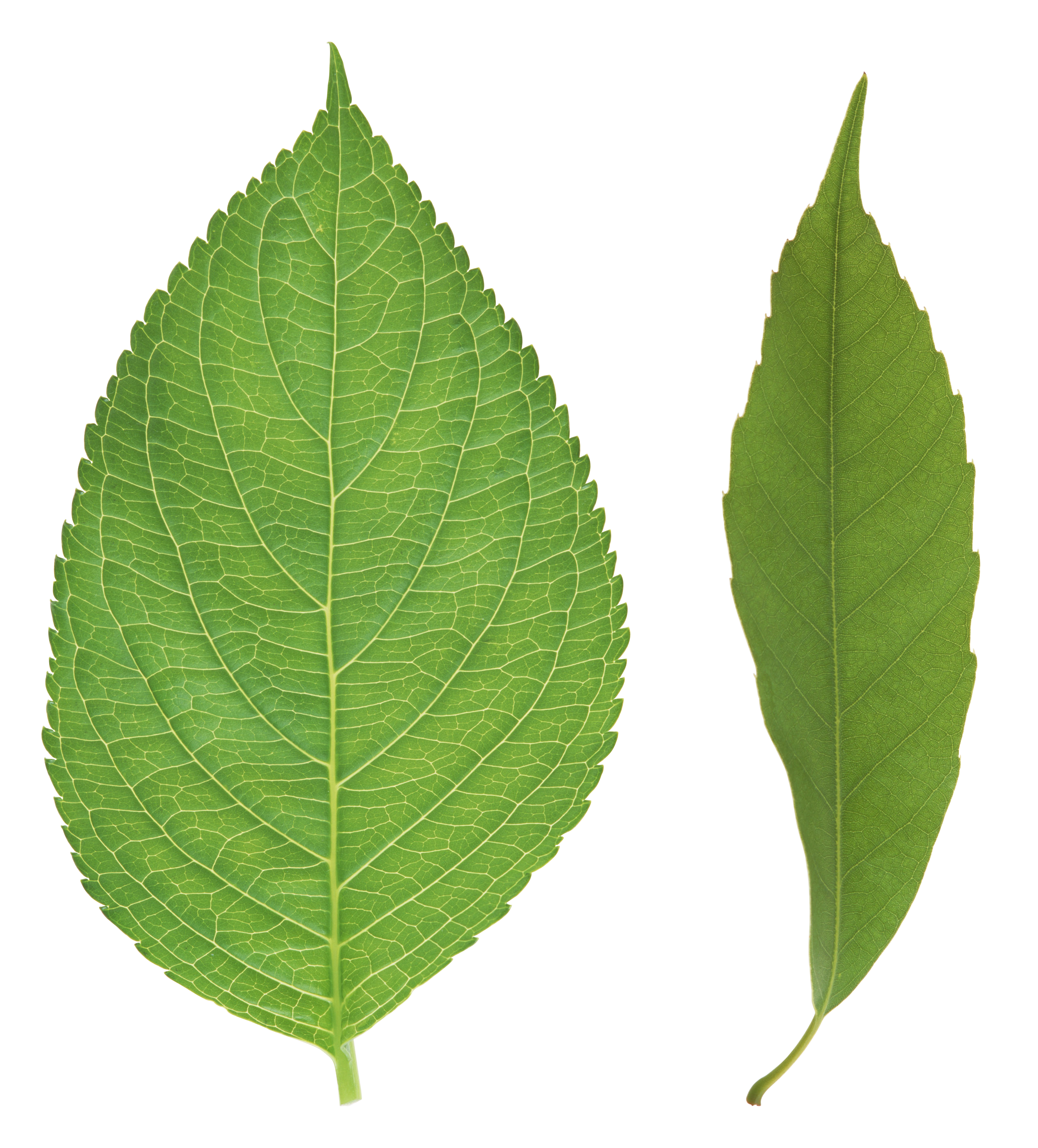 Green Organic Leafs Download HD Transparent PNG Image