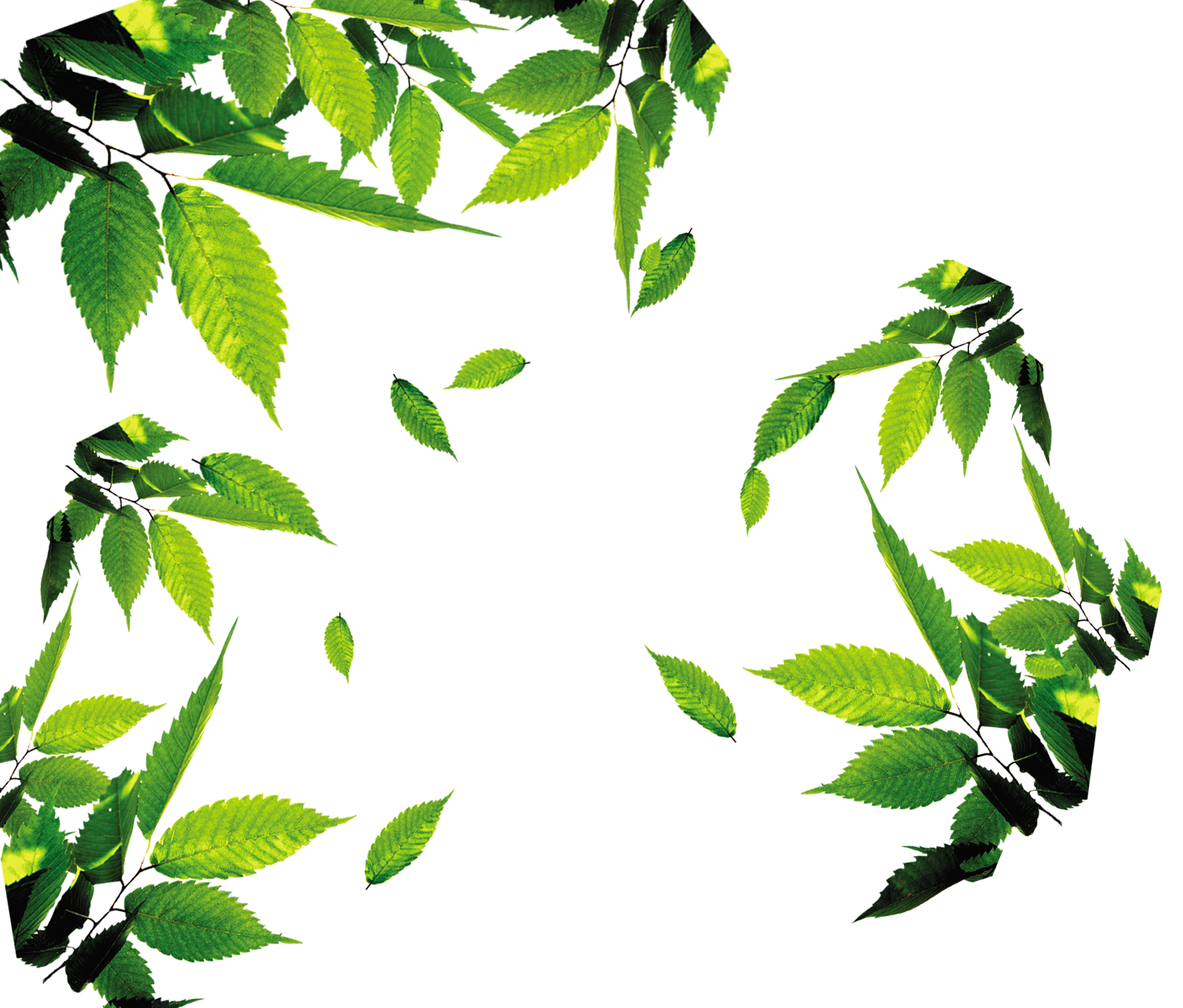 Photos Vector Green Leafs PNG Download Free Transparent PNG Image