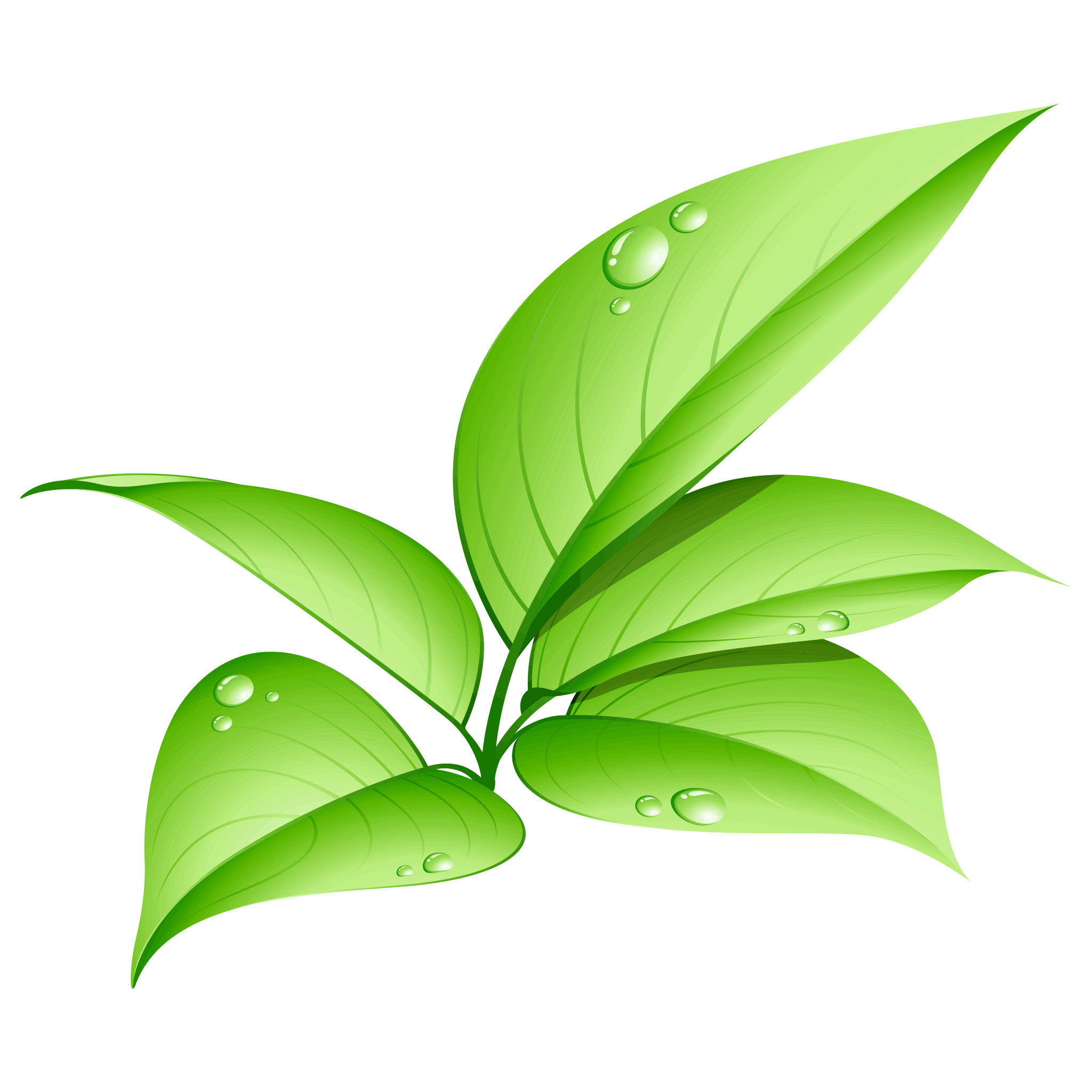 Pic Vector Green Leafs PNG Image High Quality Transparent PNG Image