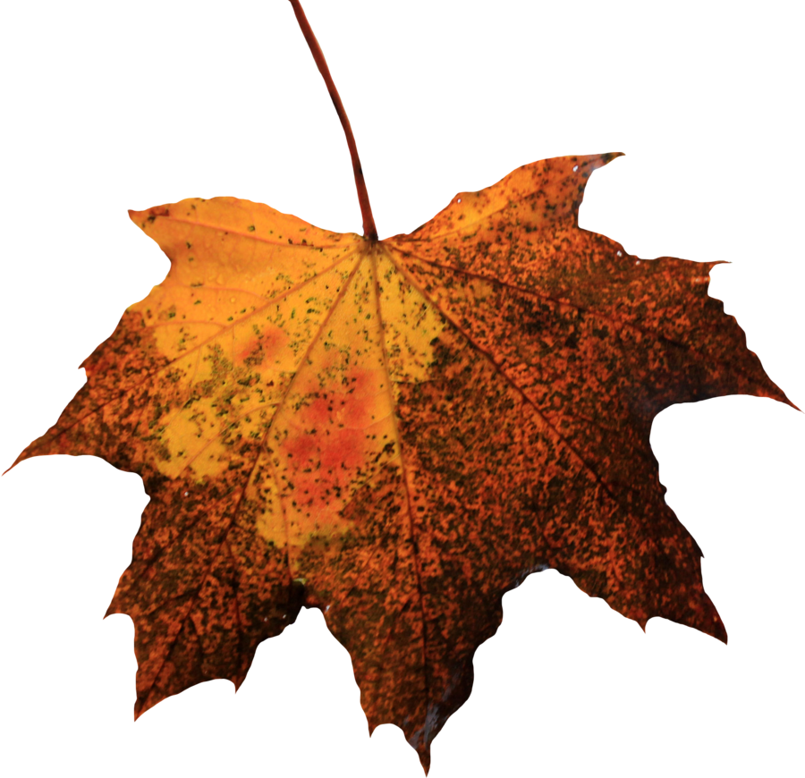 Leaf Picture Transparent PNG Image