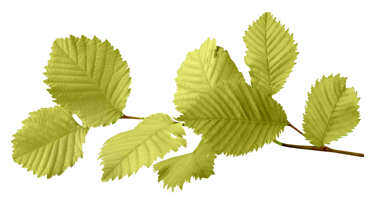 Leaf Image Transparent PNG Image