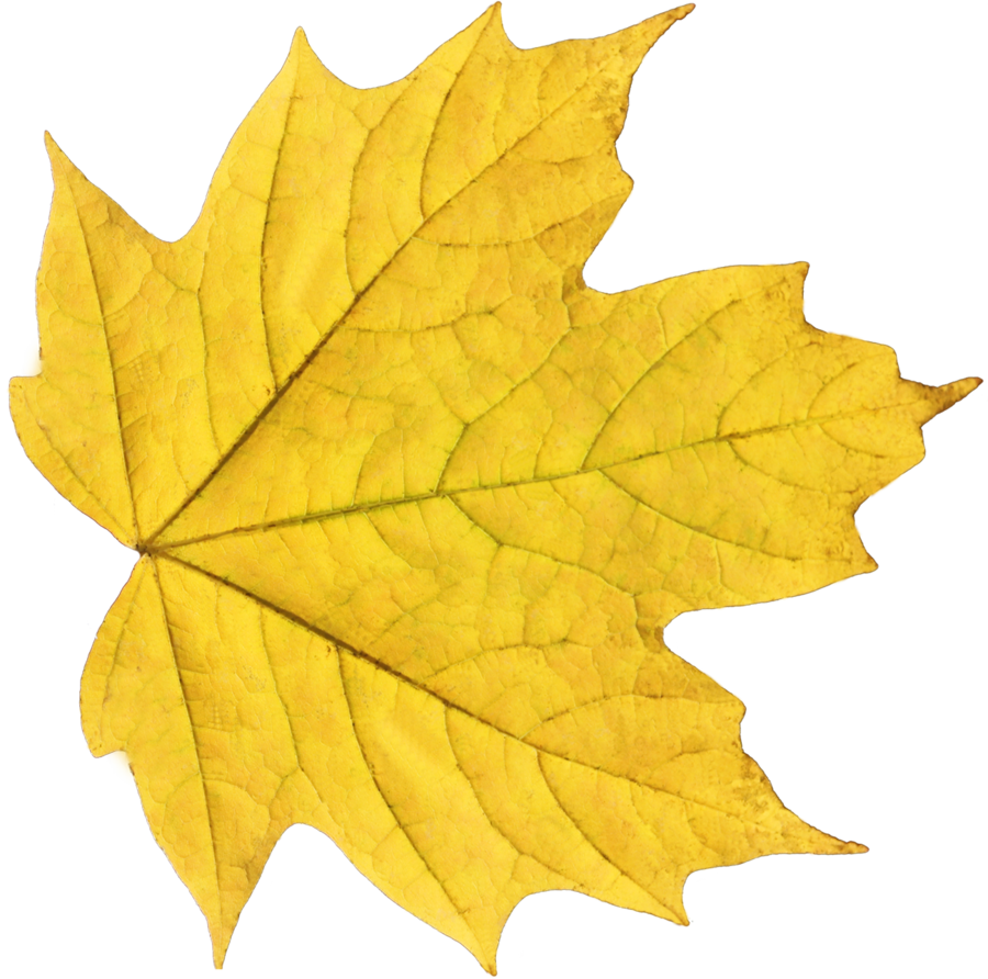 Leaf Transparent Picture Transparent PNG Image