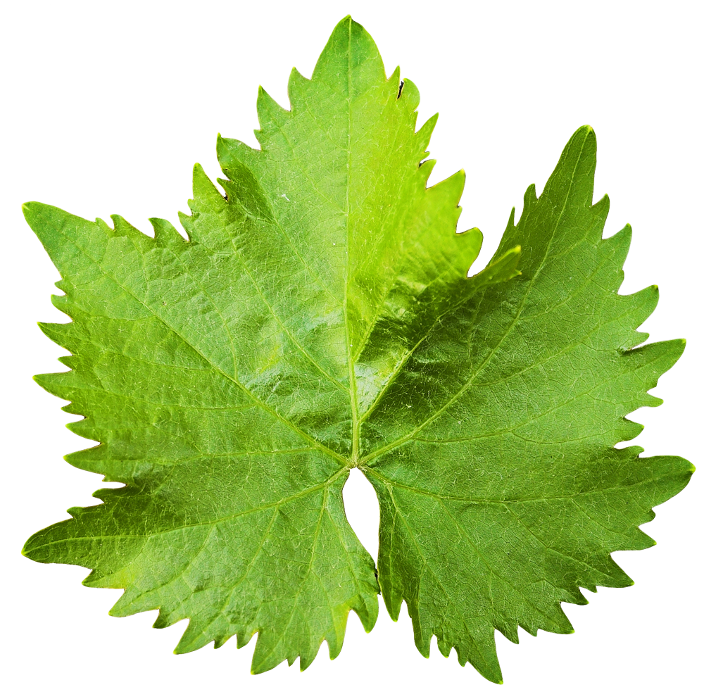 Leaf Transparent Image Transparent PNG Image