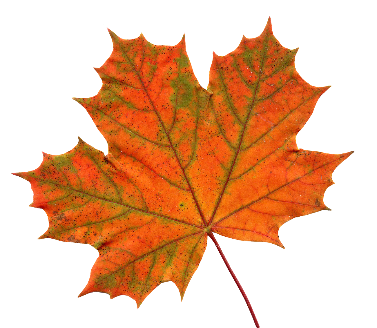 Leaf Transparent Transparent PNG Image