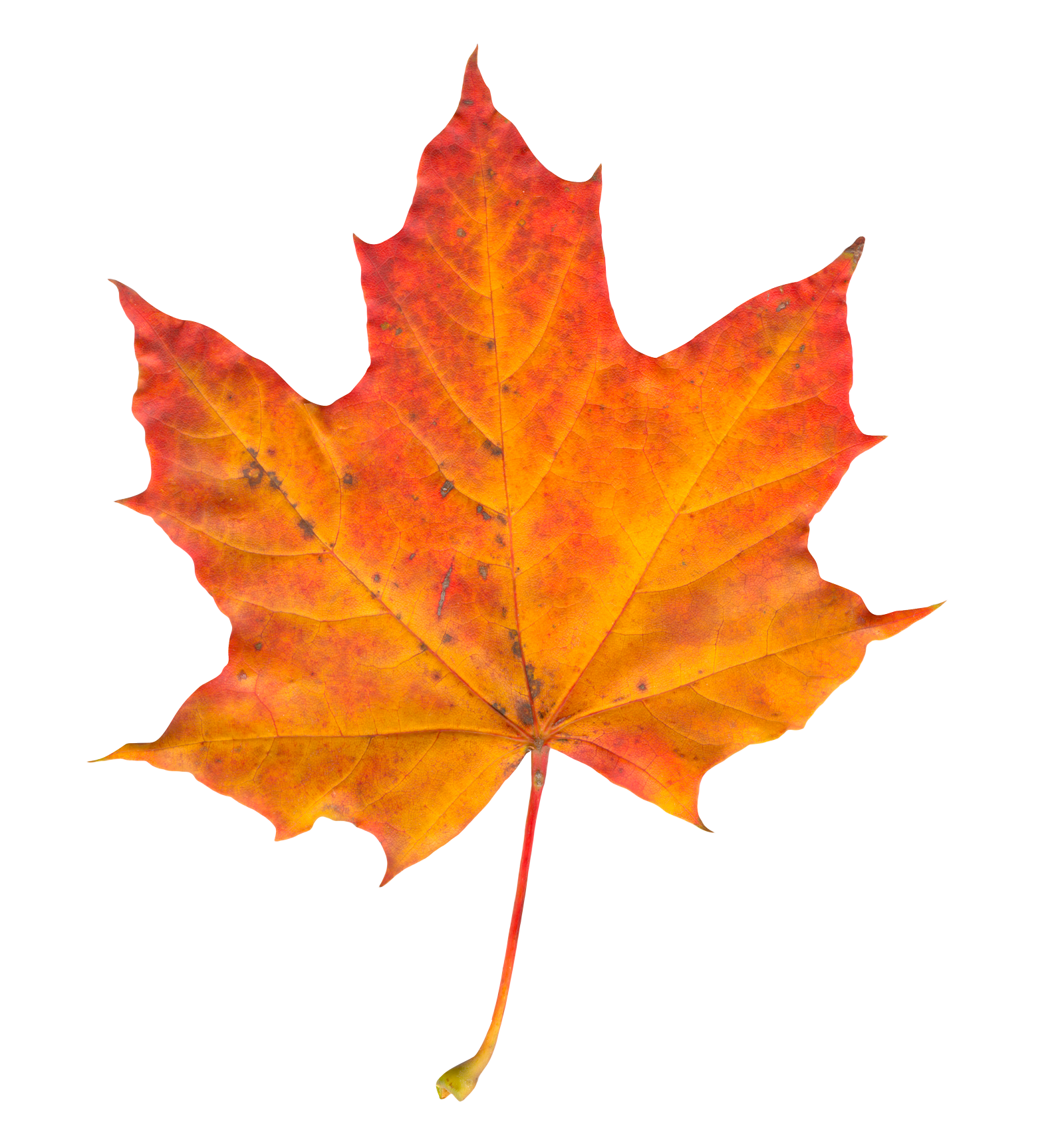 Leaf Photo Transparent PNG Image