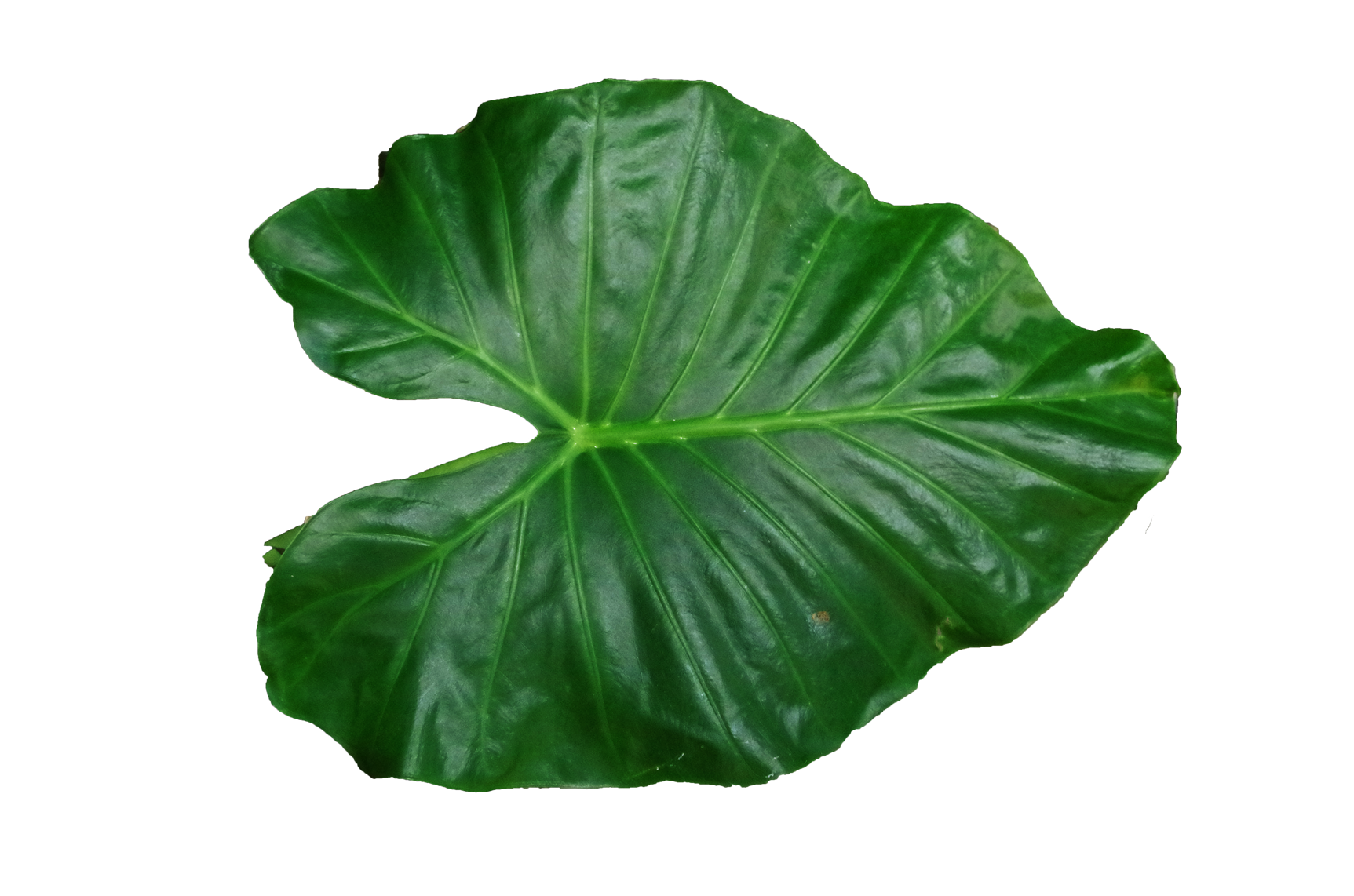 Leaf Transparent PNG Image