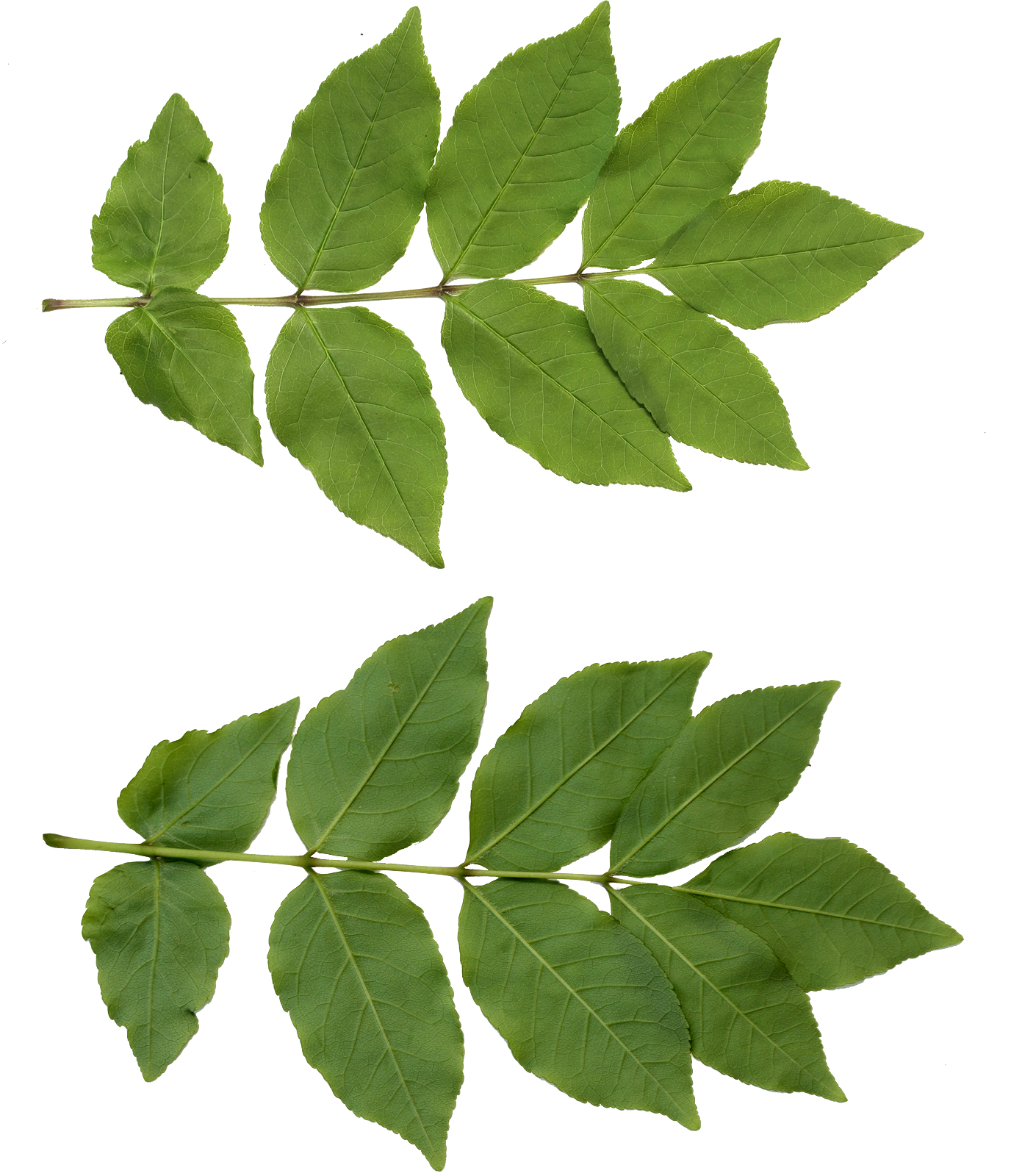 Leaf Free Download Transparent PNG Image