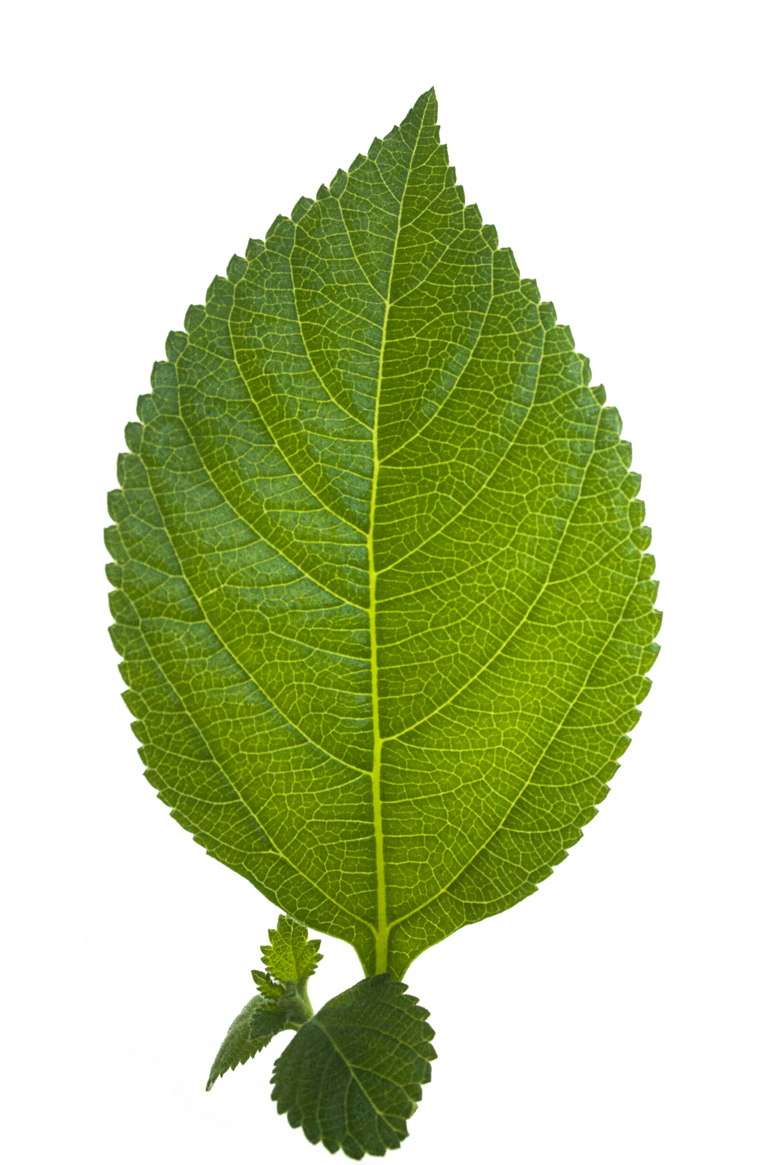 Leaf Hd Transparent PNG Image