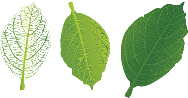 Green Leaf Download Free Clipart HQ Transparent PNG Image