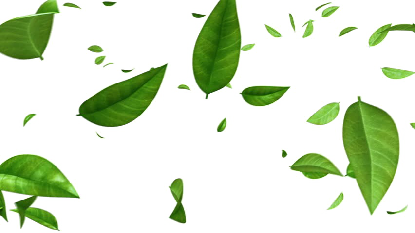 Green Leaf Photos HD Image Free PNG Transparent PNG Image