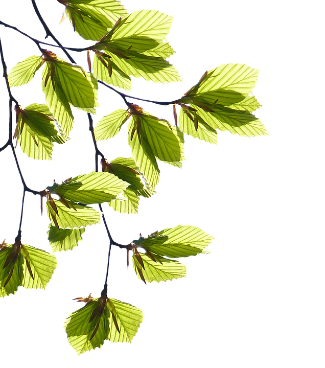 Green Leaf Image Free Photo PNG Transparent PNG Image