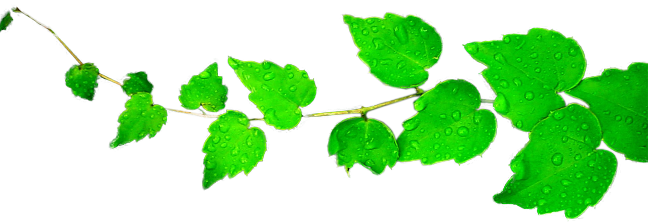 Green Leaf Picture PNG Download Free Transparent PNG Image