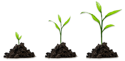 Growing Plant HD PNG Free Photo Transparent PNG Image